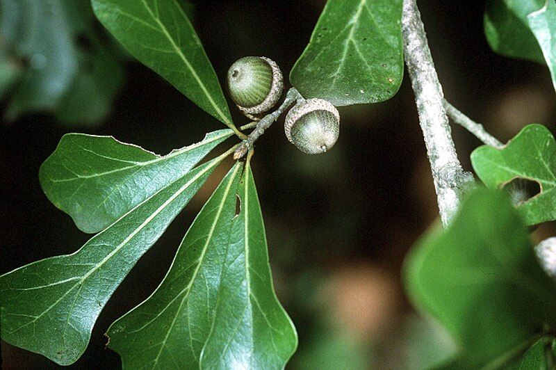 File:Quercus nigra USDA.jpg