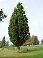 Fastigiate English Oak Quercus robur 'Fastigiata', Knightshayes Court.