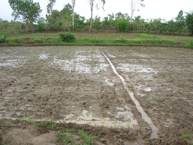 File:SRI planted field.jpg