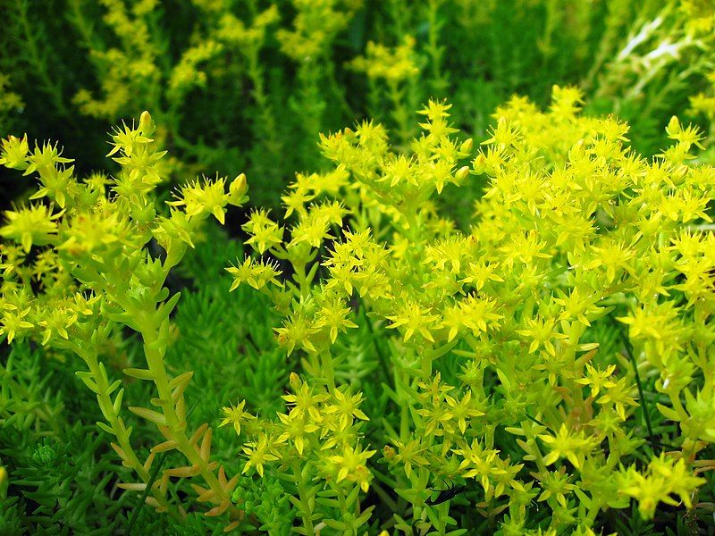 File:Sedum mexicanum 2.JPG