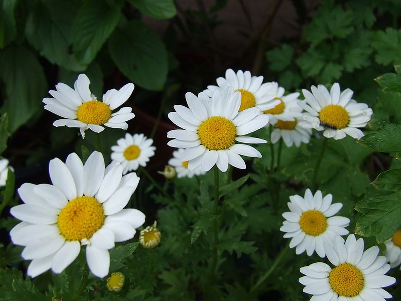 File:Several daisies (Asteroideae).jpg