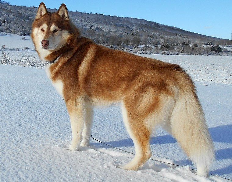 File:Siberian-husky-1291343 1920.jpg