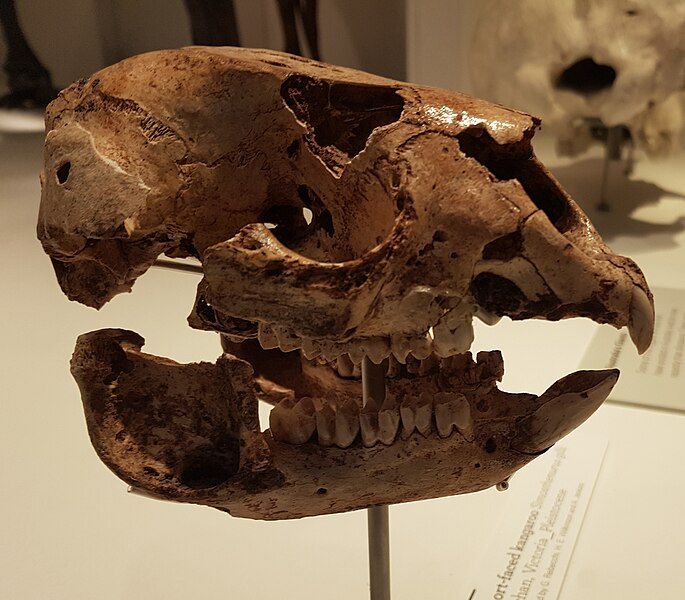 File:Simosthenurus gilli skull.jpg