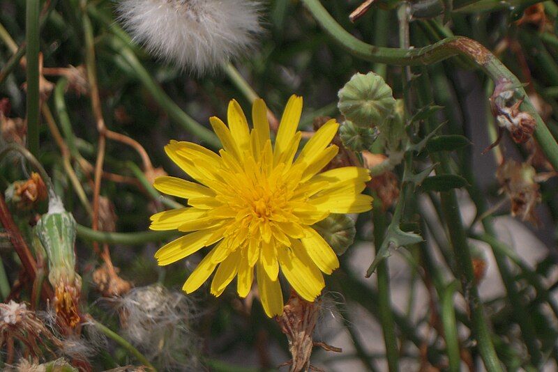 File:Sonchus tenerrimus (Gruissan-12).JPG