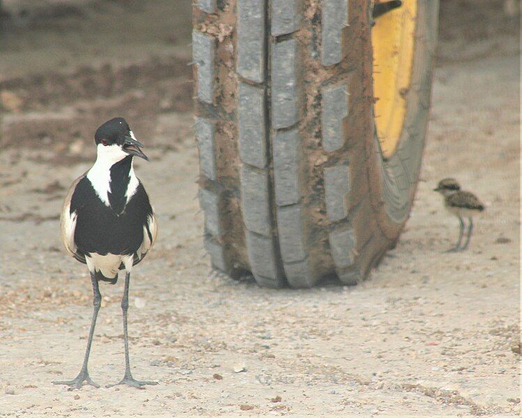 File:Spur-wingedPlover-withChick.jpg