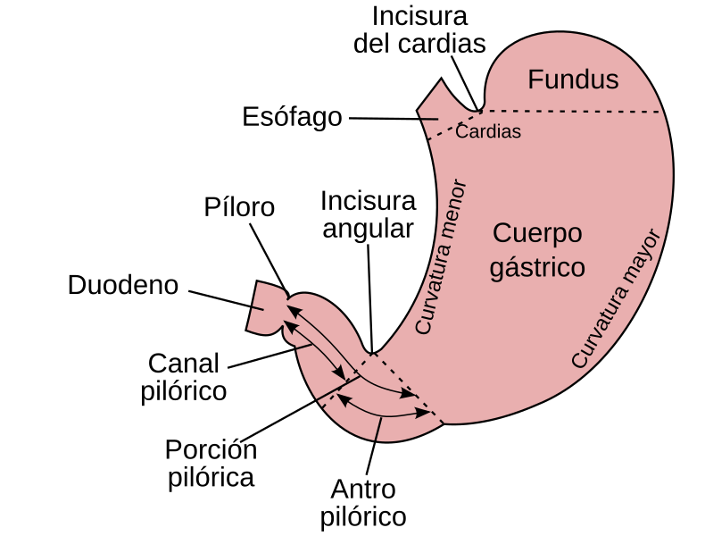 File:Stomach-es.svg