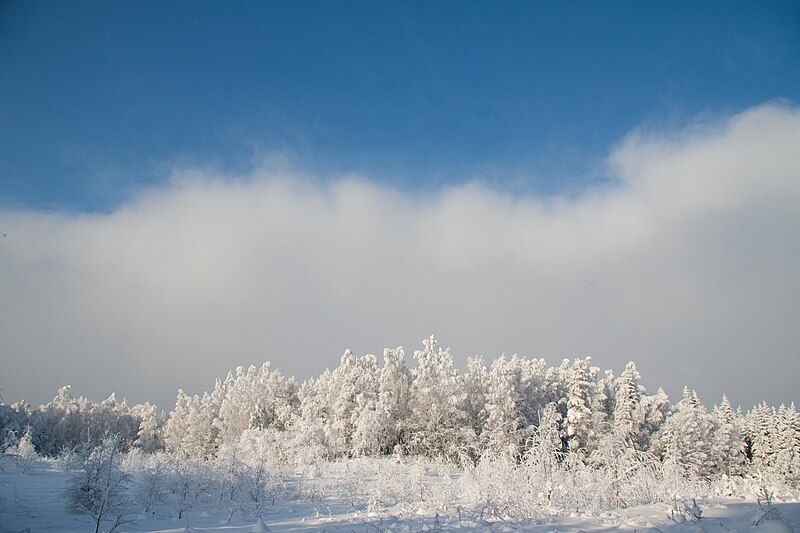 File:Talv Saarnakõrves, Harjumaal.jpg