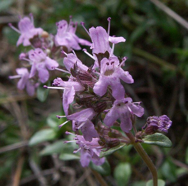 File:Thymus serp 1.jpg