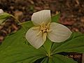 Trillium flexipes