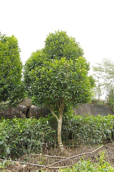 File:Wallapatta Tree.jpg