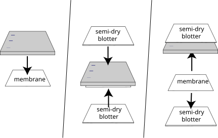 File:Western blotting 3.svg