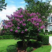 'Catawba' cultivar habit