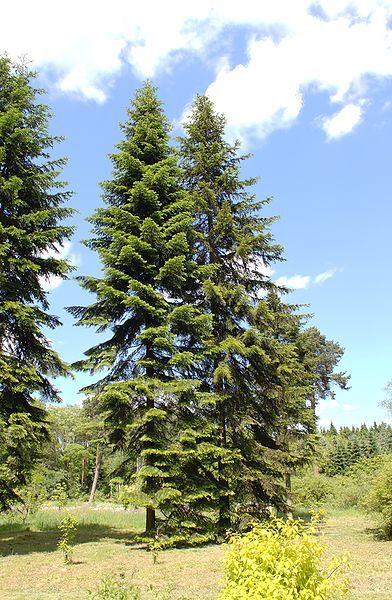 File:Abies sibirica HDR.jpg