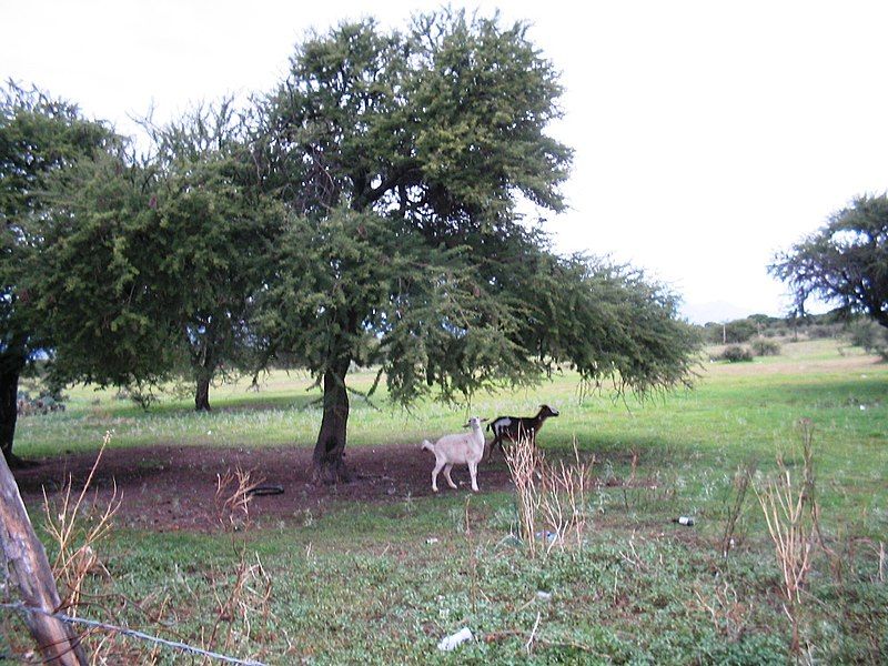 File:Acacia-schaffneri-goat-forage.jpg