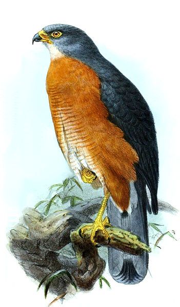 File:Accipiter toussenelii Keulemans.jpg