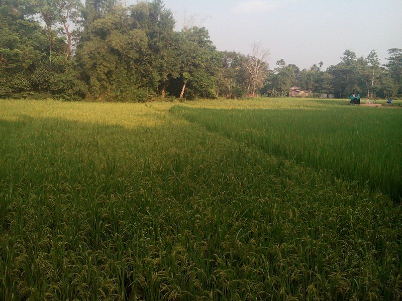 File:Adhunagar Paddy 6.jpg