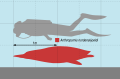 Better size diagram of Anthropornis, made by Slate Weasel