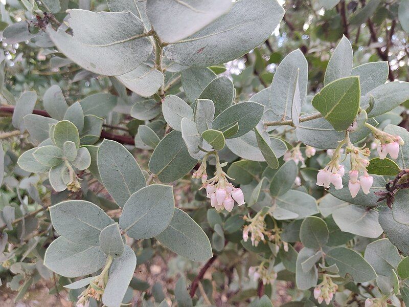 File:Arctostaphylos glutinosa.jpg