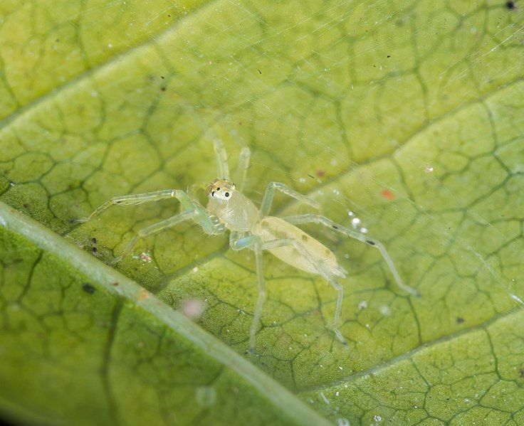 File:Asemonea tenuipes 255257430.jpg