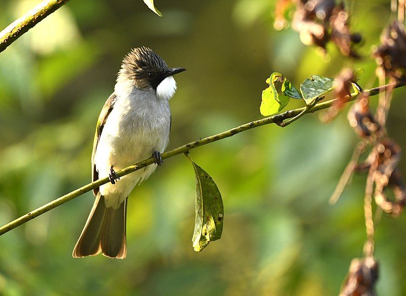 File:Ashy Bulbul. AMSM5398.jpg