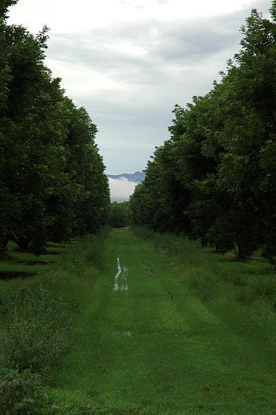 File:Basgen-fico-groves.jpg