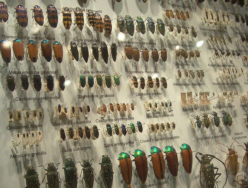 File:Beetle collection.jpg