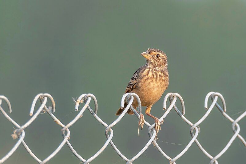 File:Bengal Bushlark.jpg