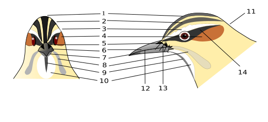 File:Birdhead.svg