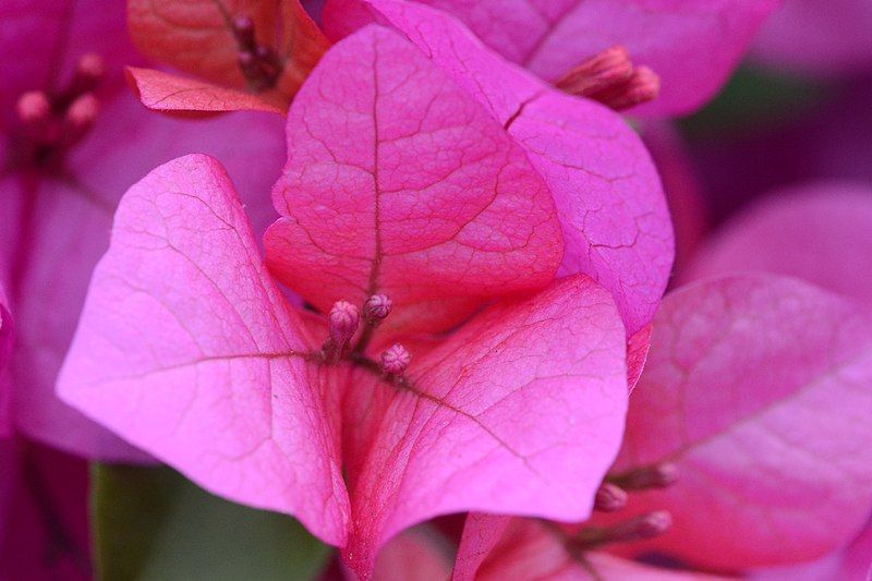 File:Bougainvillea closeup.jpg