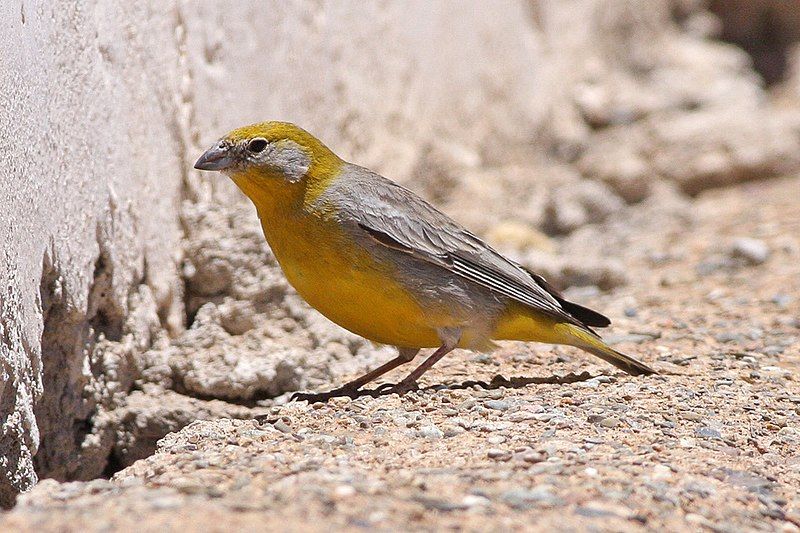 File:Bright-rumped Yellow-Finch (8077601983).jpg