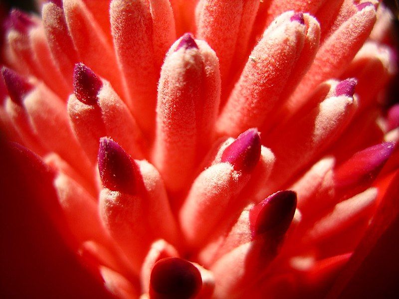 File:Bromeliad-pink-flower-closeup.jpg