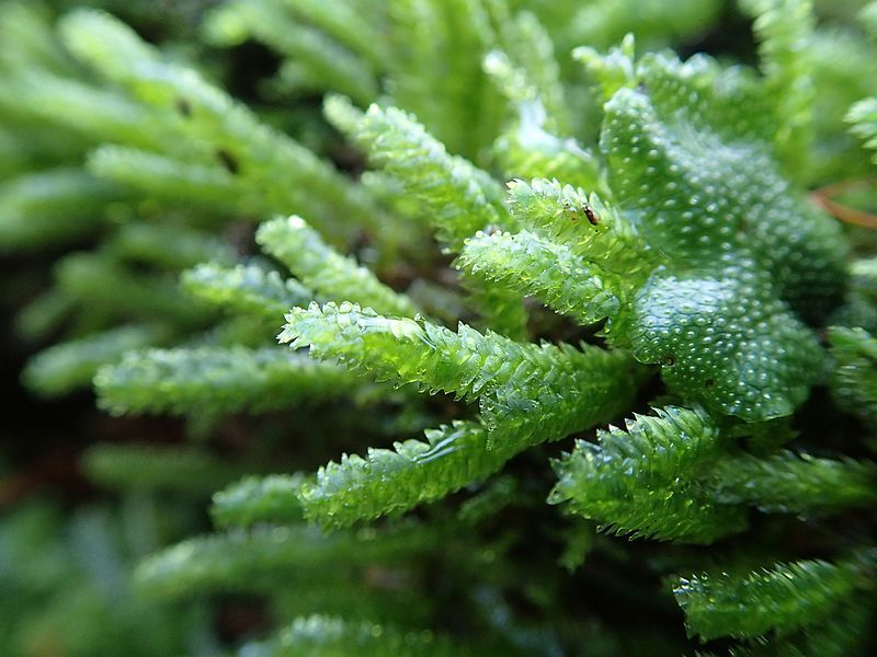 File:Bryophyte 1.jpg