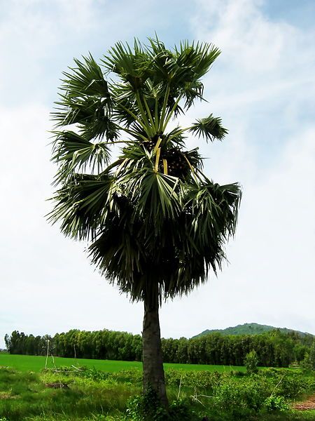 File:Cây thốt nốt.jpg