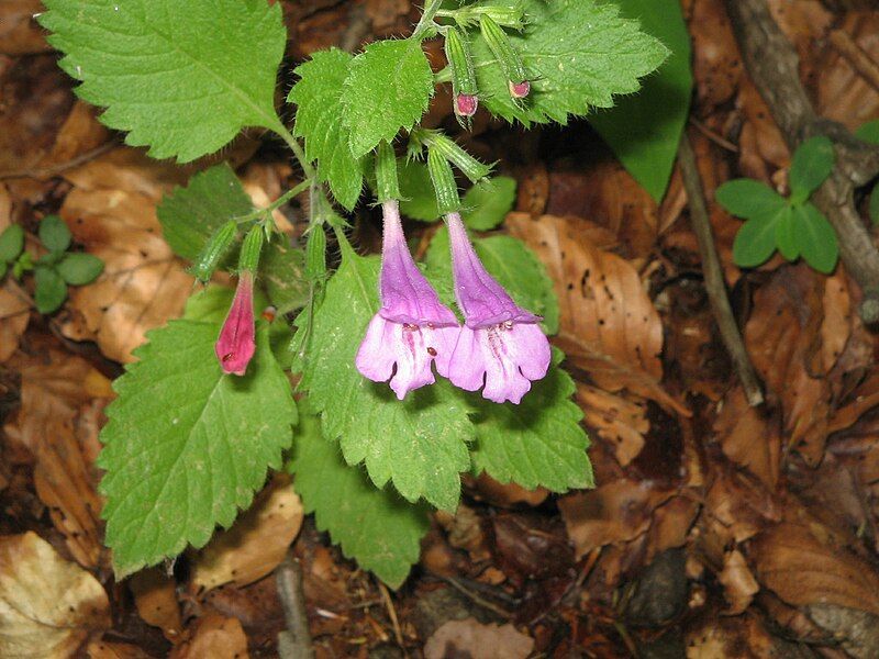 File:Calamintha grandiflora004.jpg