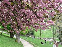 Flowering cherry trees