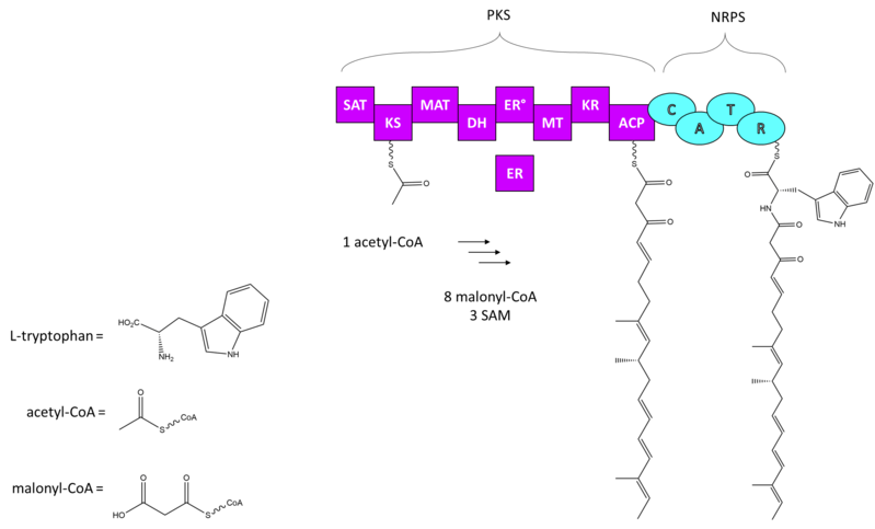 File:Chaetoglobosin A NRPS-PKS.tif