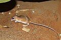 Cheesman's Gerbil photographed at Abaad Woods, Near Al Ain, Abu Dhabi, UAE.