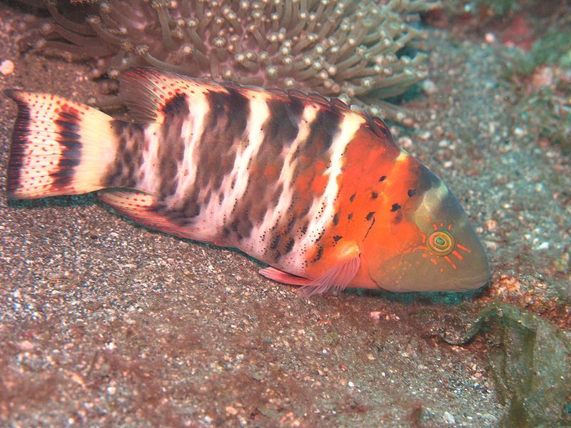 File:Cheilinus fasciatus.JPG