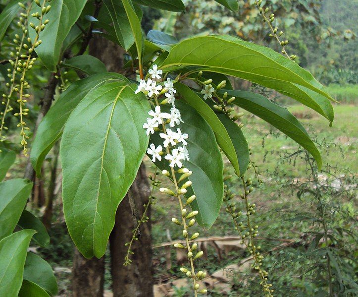 File:Citharexylum spinosum 01.JPG