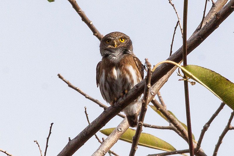 File:Colima Pygmy Owl.jpg