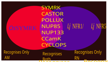 Some SYM genes respond to both RN and AM symbiosis. Some variants exclusively respond to any 1 type of the symbioses.