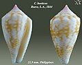 Conus boeticus Reeve, L.A., 1844