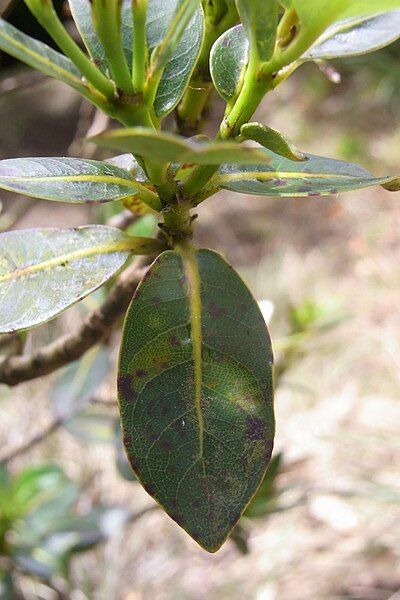 File:Cryptocarya gregsonii leaves.JPG