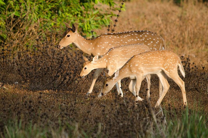 File:Deer Family.jpg