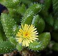 Delosperma echinatum