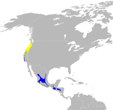 File:Dendroica occidentalis map.svg