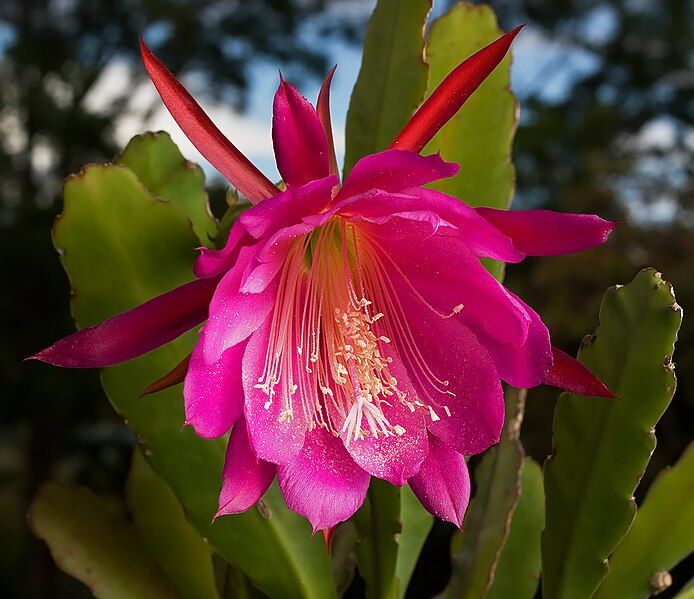 File:Epiphyllum Wendy-2.jpg