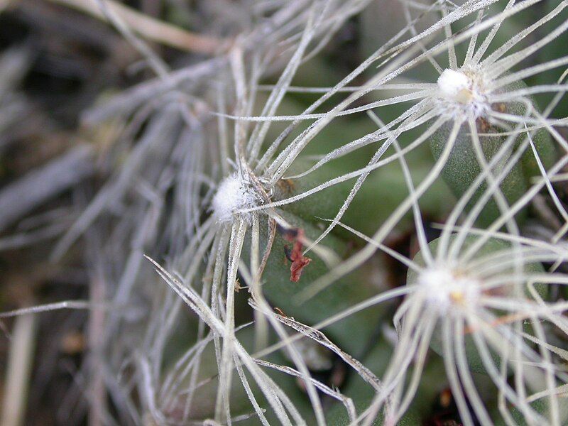 File:Escobaria missouriensis (4008222936).jpg