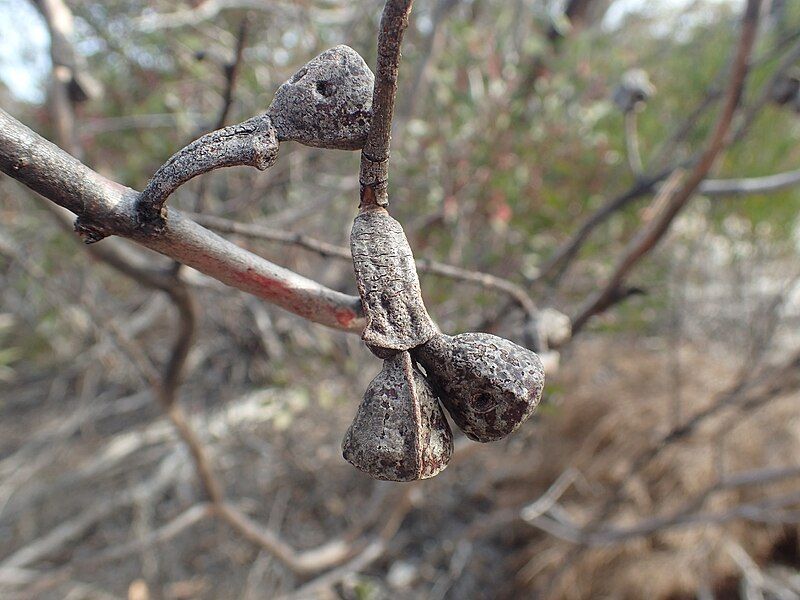 File:Eucalyptus cernua fruit.jpg