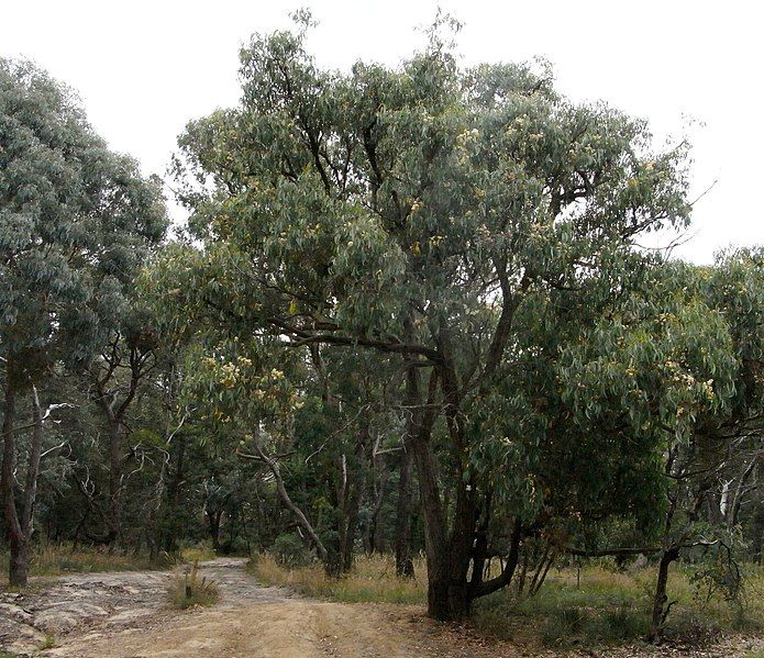 File:Eucalyptus obliqua habit.jpg